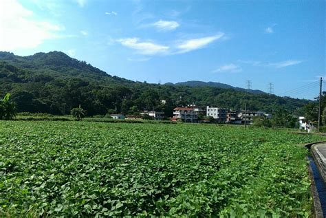 賴家兄弟地瓜田|賴家兄弟地瓜園